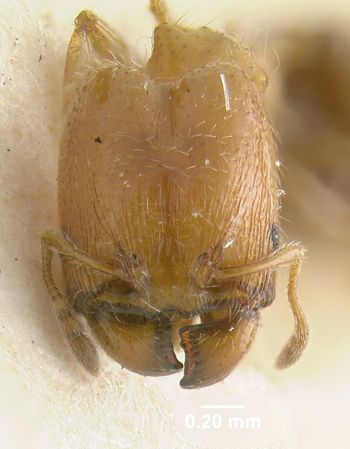 Media type: image;   Entomology 20717 Aspect: head frontal view